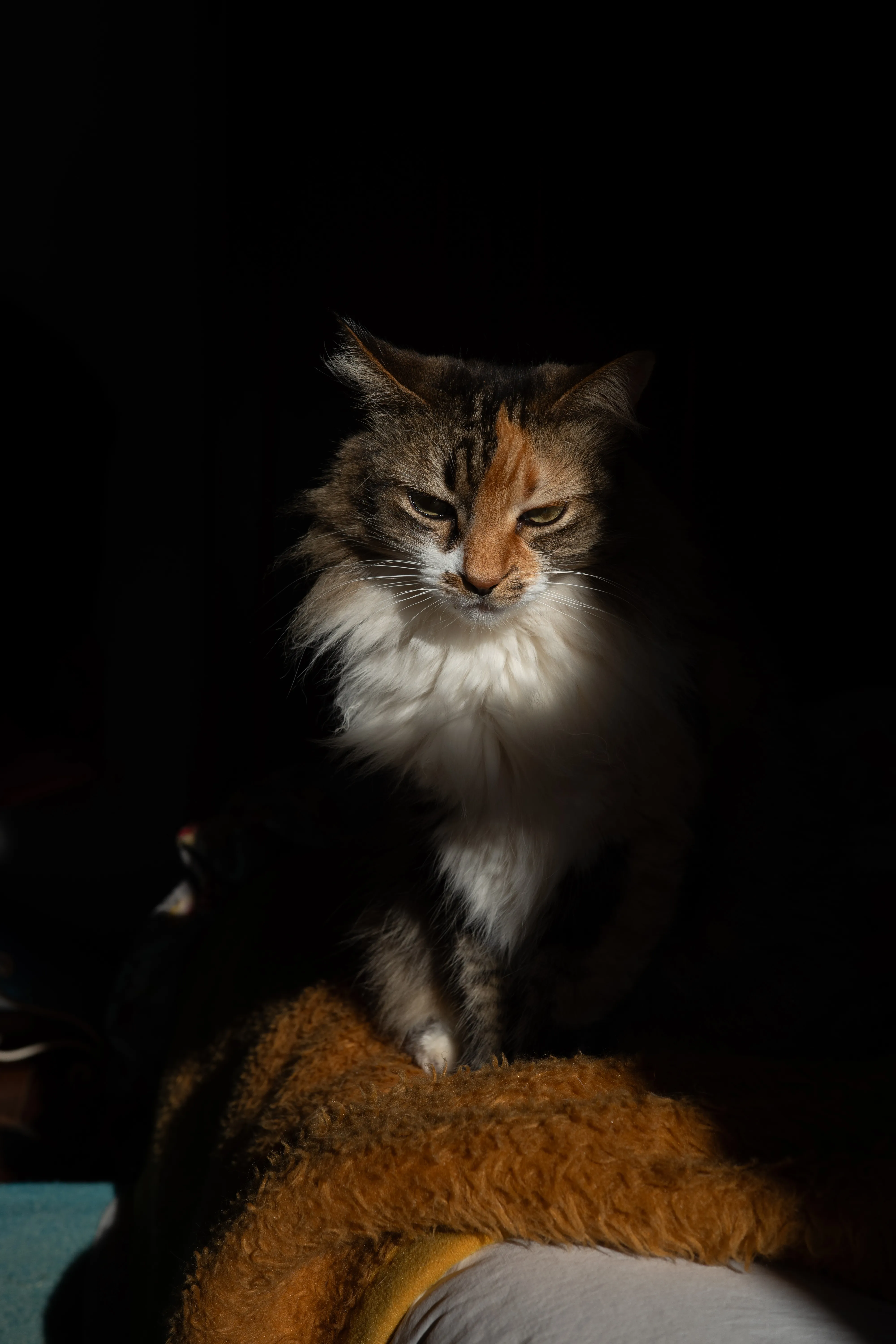 Retrato de Marian